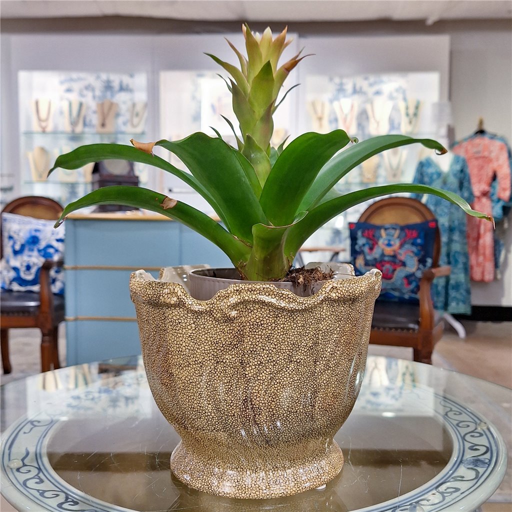 Danny's Fine Porcelain Porcelain Planter - Pirano