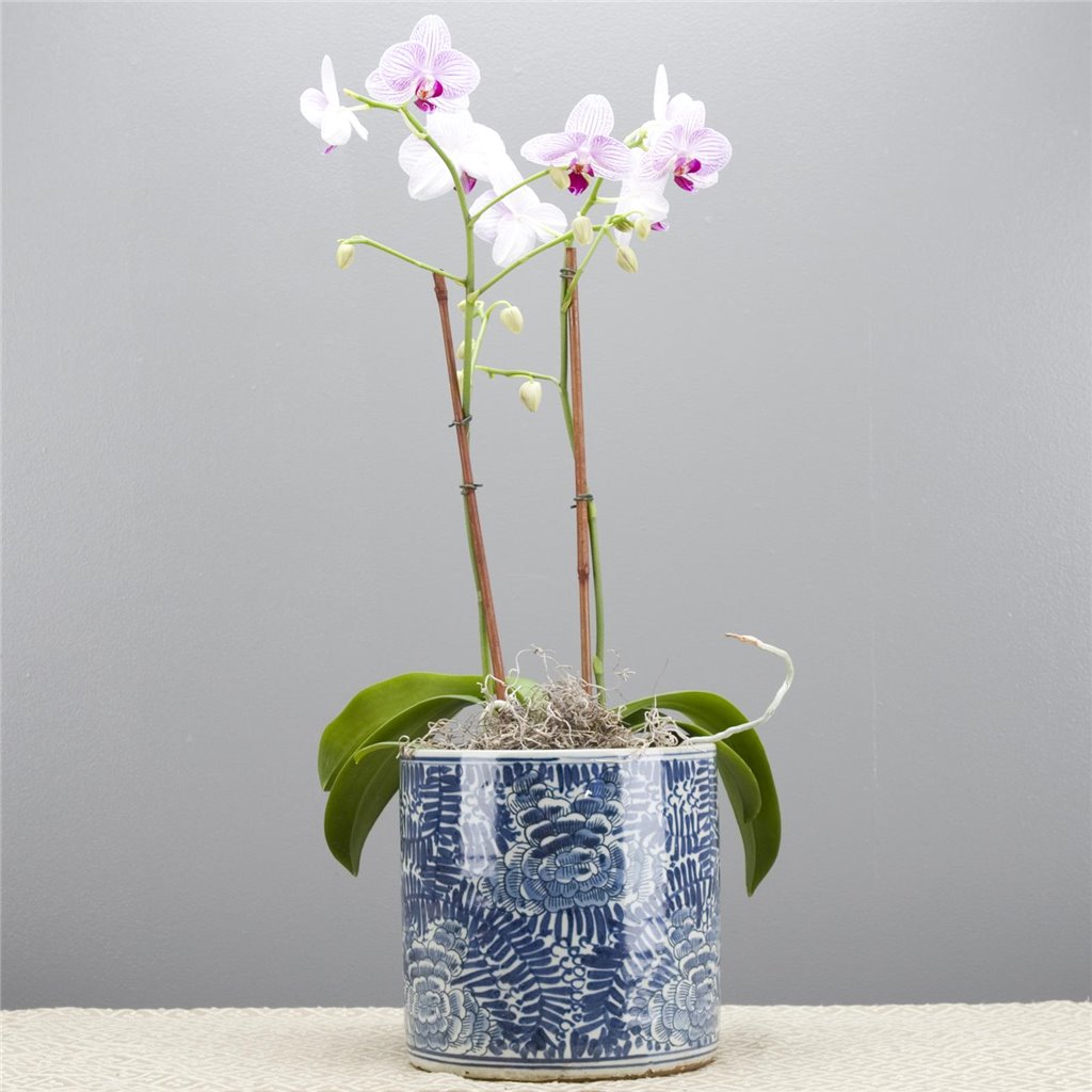 Danny's Fine Porcelain Round Bucket- Classic Blue & White