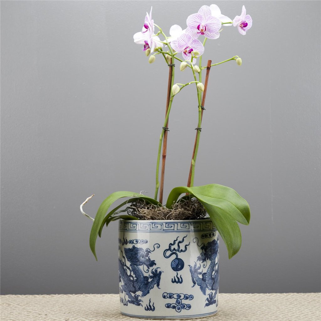Danny's Fine Porcelain Classic Porcelain Pot - Dragon