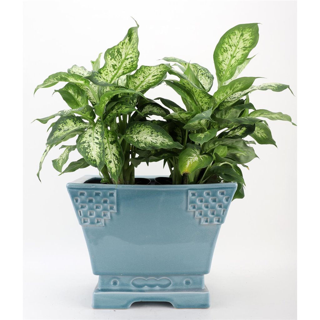 Danny's Fine Porcelain Porcelain Rectangular Planter - Sky Blue (large)