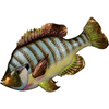 Danny's Fine Porcelain Fish - CLOSEOUT