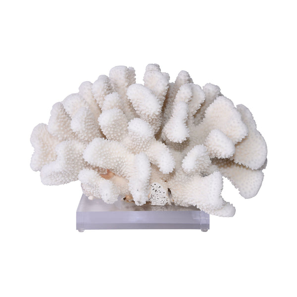 Legend of Asia Cauliflower Coral 10-12 Inch On Acrylic Base