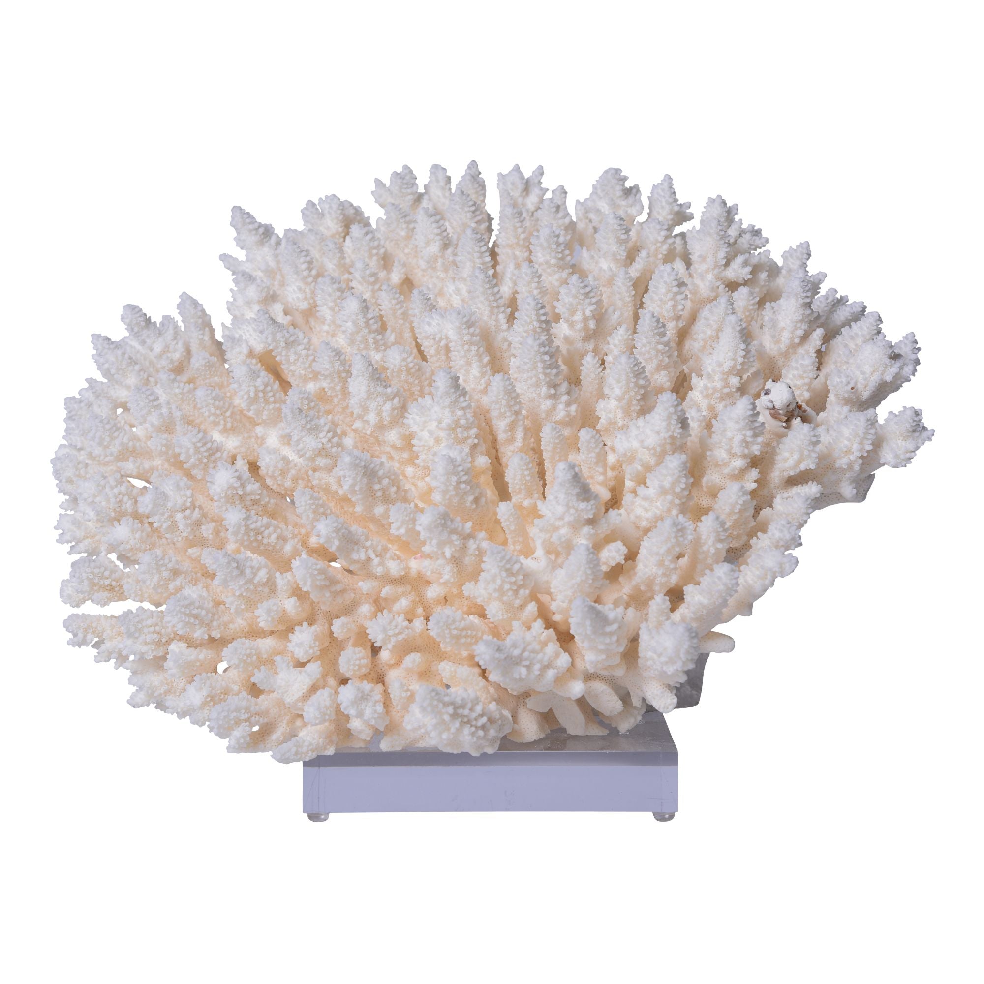Legend of Asia Home Legend of Asia Table Coral 10-12 Inch On Acrylic Base