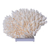 Legend of Asia Home Legend of Asia Table Coral 10-12 Inch On Acrylic Base