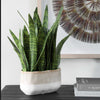 Uttermost Sansera Snake Accent Plant