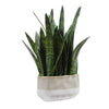 Uttermost Sansera Snake Accent Plant