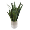 Uttermost Sansera Snake Accent Plant