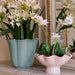 Beatriz Ball Servware Beatriz Ball ENCANTO Carola Small Pedestal (Camellia and White)
