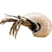 Danny's Fine Porcelain Home Decor Danny's Fine Porcelain 10L X 7W X 5H PORCELAIN HERMIT CRAB WITH BRONZE- CORAL 14077