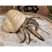 Danny's Fine Porcelain Home Decor Danny's Fine Porcelain 10L X 7W X 5H PORCELAIN HERMIT CRAB WITH BRONZE- CORAL 14077