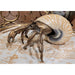 Danny's Fine Porcelain Home Decor Danny's Fine Porcelain 10L X 7W X 5H PORCELAIN HERMIT CRAB WITH BRONZE- CORAL 14077