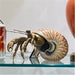 Danny's Fine Porcelain Home Decor Danny's Fine Porcelain 10L X 7W X 5H PORCELAIN HERMIT CRAB WITH BRONZE- CORAL 14077