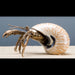 Danny's Fine Porcelain Home Decor Danny's Fine Porcelain 10L X 7W X 5H PORCELAIN HERMIT CRAB WITH BRONZE- CORAL 14077
