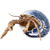 Danny's Fine Porcelain Home Decor Danny's Fine Porcelain 9L X 7W X 5H PORCELAIN / BRONZE CRAB IN SHELL- BLUE 14045