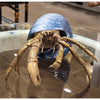 Danny's Fine Porcelain Home Decor Danny's Fine Porcelain 9L X 7W X 5H PORCELAIN / BRONZE CRAB IN SHELL- BLUE 14045