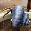 Danny's Fine Porcelain Home Decor Danny's Fine Porcelain 9L X 7W X 5H PORCELAIN / BRONZE CRAB IN SHELL- BLUE 14045