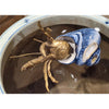Danny's Fine Porcelain Home Decor Danny's Fine Porcelain 9L X 7W X 5H PORCELAIN / BRONZE CRAB IN SHELL- BLUE 14045