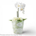 Danny's Fine Porcelain Home Decor Danny's Fine Porcelain Antique Finish Pot-Green Big Flower