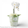 Danny's Fine Porcelain Home Decor Danny's Fine Porcelain Antique Finish Pot-Green Big Flower