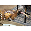 Danny's Fine Porcelain Home Decor Danny's Fine Porcelain Bird 60137