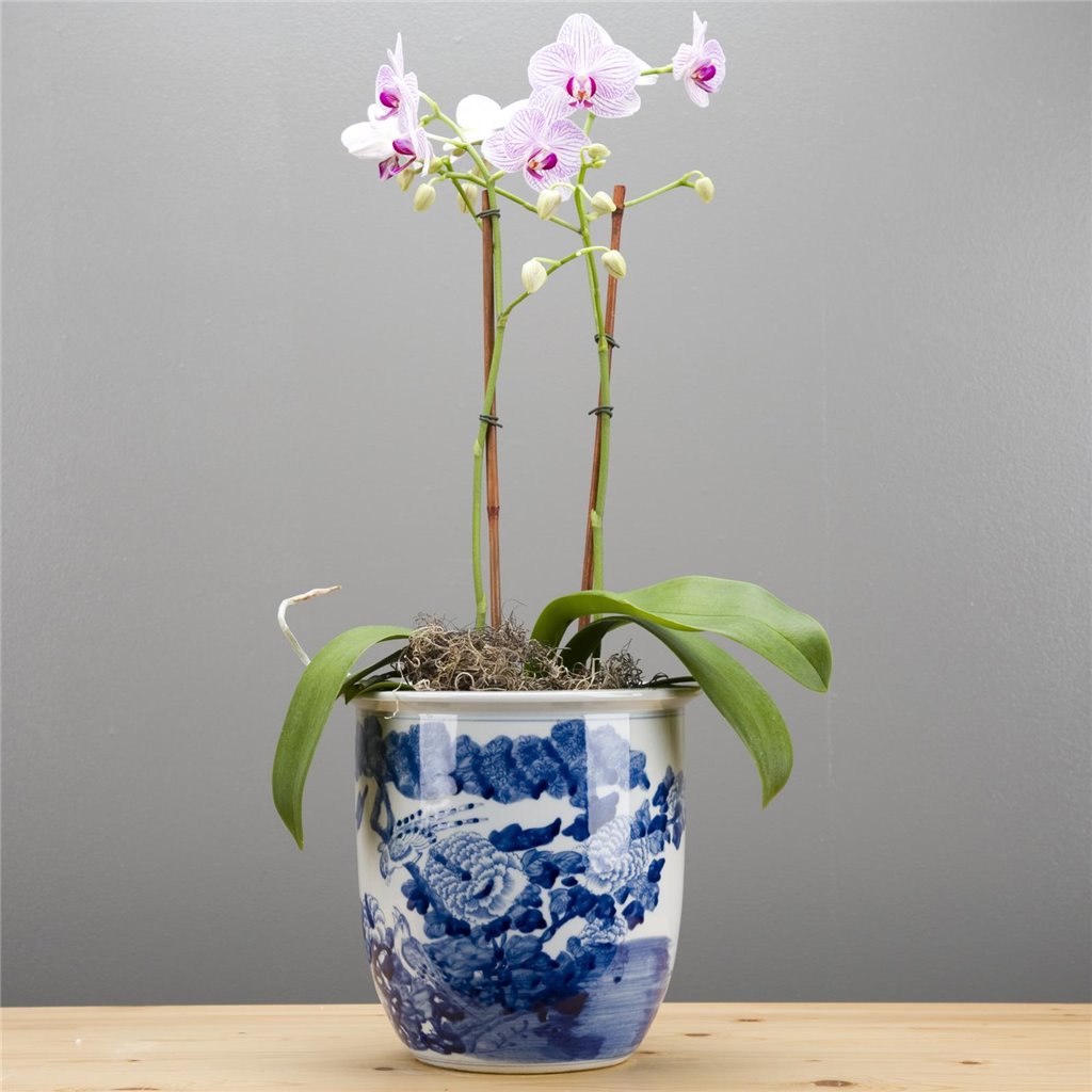Danny's Fine Porcelain Home Decor Danny's Fine Porcelain Blue & White Planter