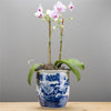 Danny's Fine Porcelain Home Decor Danny's Fine Porcelain Blue & White Planter