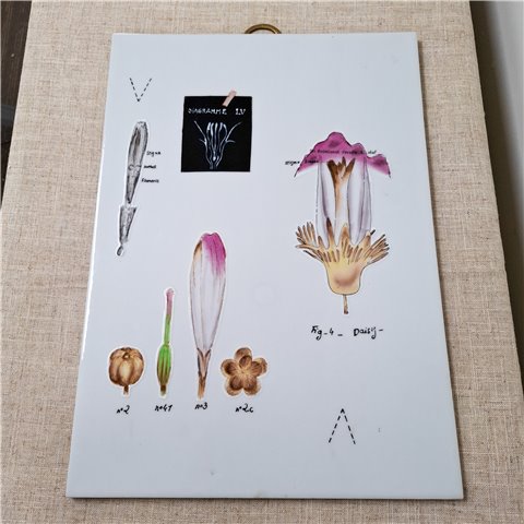 Danny's Fine Porcelain Home Decor Danny's Fine Porcelain Botanical Study Wall Artdecorative Wall Panel Featuring Delicate Botanical - CLOSEOUT SAMPLE SALE