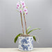Danny's Fine Porcelain Home Decor Danny's Fine Porcelain Classic Pot- Blue & White Kirin