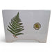 Danny's Fine Porcelain Home Decor Danny's Fine Porcelain Fern Planterwhite Square Planter Featuring A Simple Green Fern Motif - CLOSEOUT SAMPLE SALE