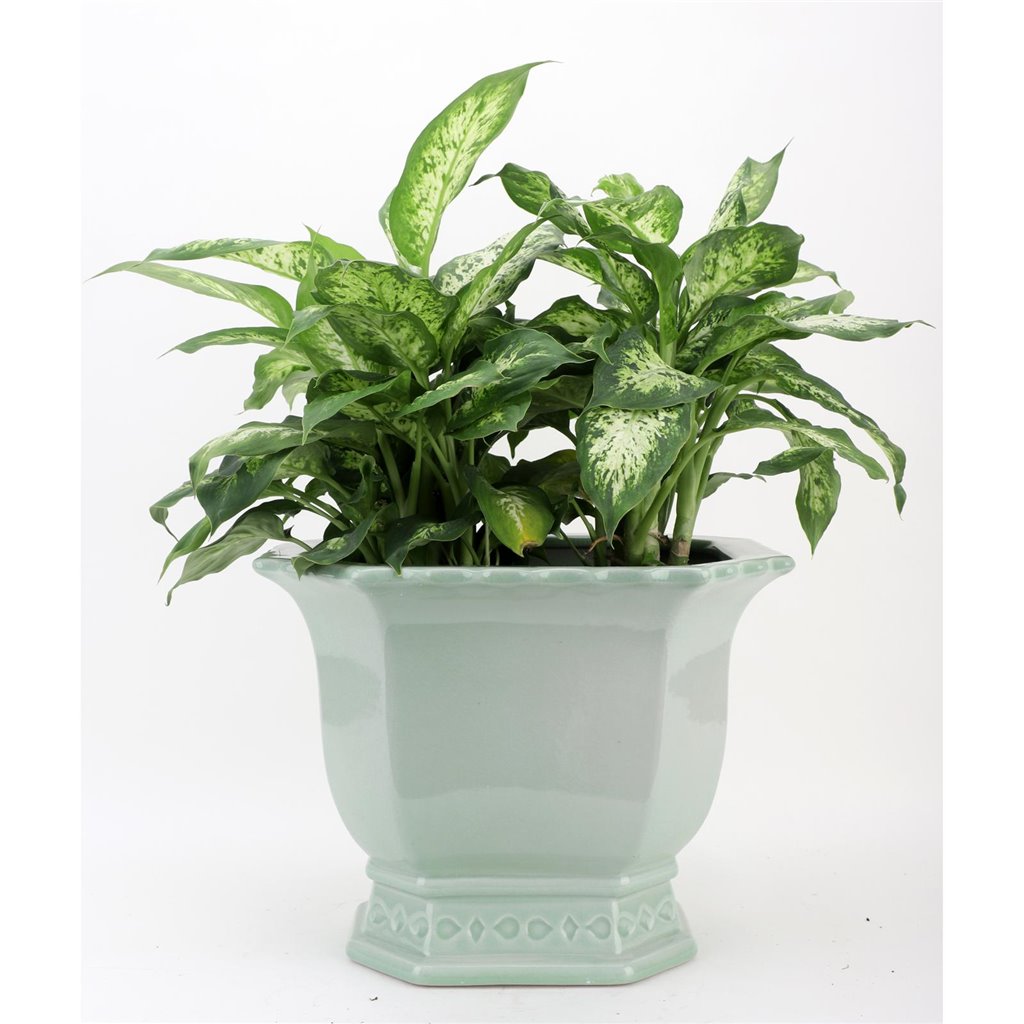 Danny's Fine Porcelain Home Decor Danny's Fine Porcelain Octagonal Footed Planter - Light Green (large)