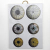 Danny's Fine Porcelain Home Decor Danny's Fine Porcelain Porcelain Rectangular Wall Hanging - Shell One [limited Edition] - CLOSEOUT SAMPLE SALE