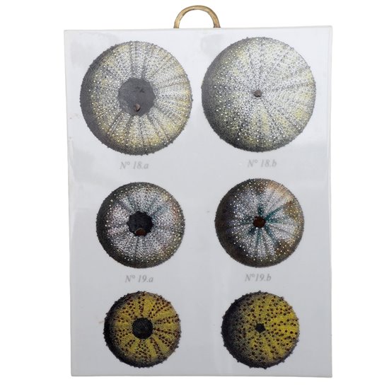 Danny's Fine Porcelain Home Decor Danny's Fine Porcelain Porcelain Rectangular Wall Hanging - Shell One [limited Edition] - CLOSEOUT SAMPLE SALE