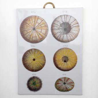 Danny's Fine Porcelain Home Decor Danny's Fine Porcelain Porcelain Rectangular Wall Hanging - Shell One [limited Edition] - CLOSEOUT SAMPLE SALE