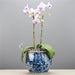 Danny's Fine Porcelain Home Decor Danny's Fine Porcelain Round Planter - Classic Blue & White