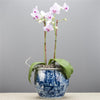 Danny's Fine Porcelain Home Decor Danny's Fine Porcelain Round Planter - Classic Blue & White