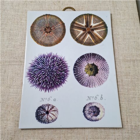 Danny's Fine Porcelain Home Decor Danny's Fine Porcelain Sea Urchin Wall Artbotanical-style Wall Art Featuring Detailed Sea Urchin - CLOSEOUT SAMPLE SALE