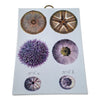 Danny's Fine Porcelain Home Decor Danny's Fine Porcelain Sea Urchin Wall Artbotanical-style Wall Art Featuring Detailed Sea Urchin - CLOSEOUT SAMPLE SALE