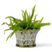 Danny's Fine Porcelain Home Decor Danny's Fine Porcelain Wine Cooler - Fern