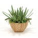 Distinctive Designs Home Decor Aloe in Sea Grass Basket - CLOSEOUT