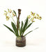 Distinctive Designs Home Decor Amethyst Green Vanda Orchid With Plant In Glass Cylinder