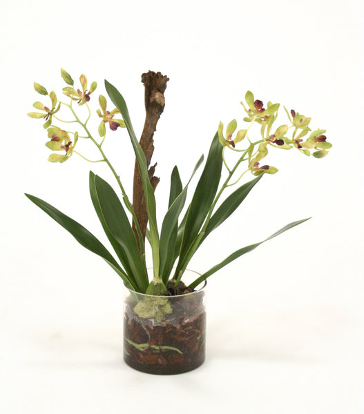 Distinctive Designs Home Decor Amethyst Green Vanda Orchid With Plant In Glass Cylinder