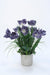 Distinctive Designs Home Decor Blue Parrot Tulip In Concrete Planter