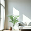 Distinctive Designs Home Decor Kentia Palm In Clear Vase