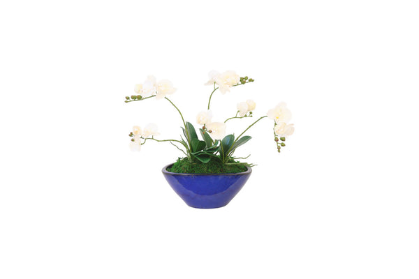 Distinctive Designs Home Decor Phalaenopsis Orchid Garden In Blue Pot