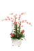 Distinctive Designs Pink Dendrobium Orchids And Protea In White Planter