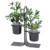 Distinctive Designs Home Decor Succulent Garden In Glass With Iron Holder