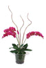 Distinctive Designs Violet Phalaenopsis Orchid In Glass Bucket Vase