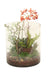 Distinctive Designs Home Decor Waterlook Phalaenopsis Orchid Garden In Round Glass Cylinder