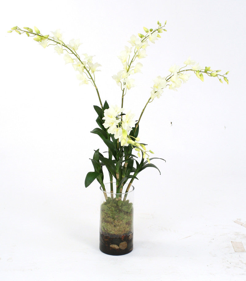 Distinctive Designs Home Decor Waterlook White Dendrobium Orchid Plant With Moss In Glass Cylinder