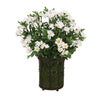 Distinctive Designs White Daisies In Wire Coil Basket